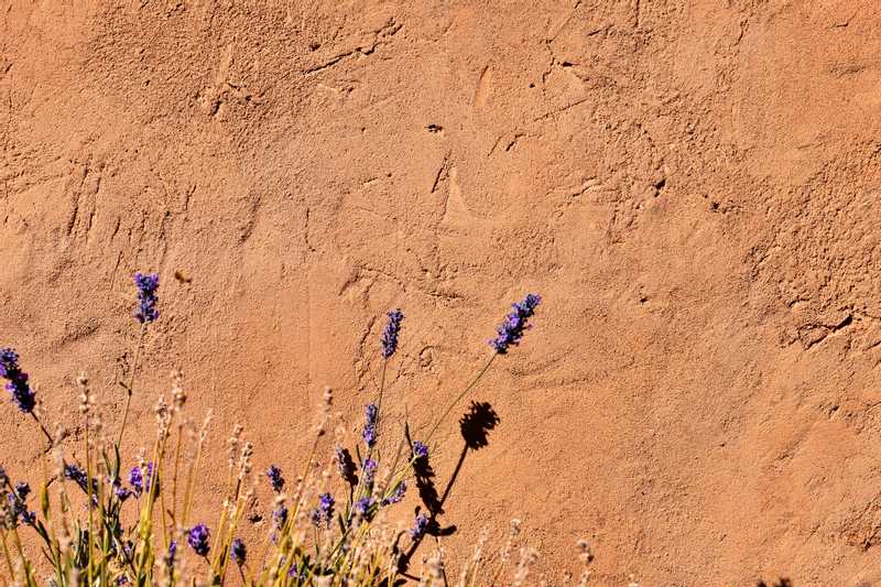 A simple picture of lilacs against a adobe wall