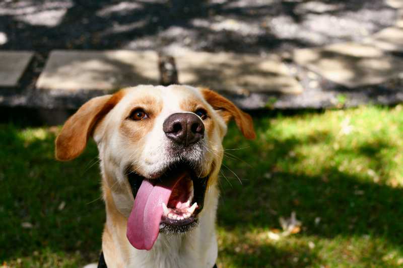 A happy dog with its tongue out