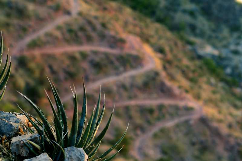 A close up on an agave plant with trail switchbacks in the background