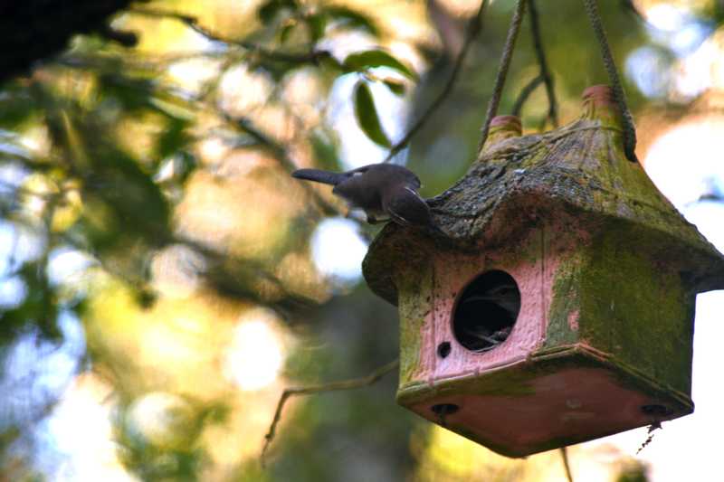 Birds playing in old birdhouse