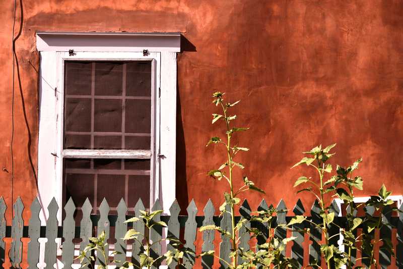 A yet-to-bloom sunflower against an adobe wall