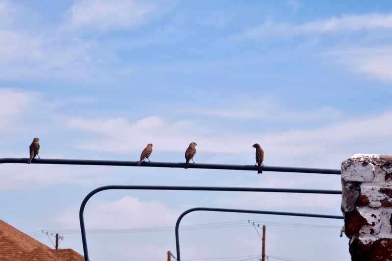 Birds on wire in Albuquerque Old Town