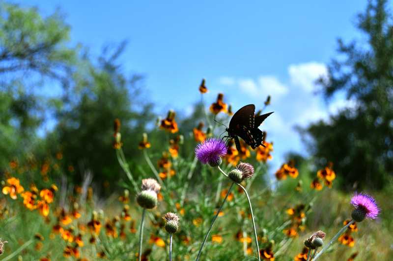 Butterfly on flower