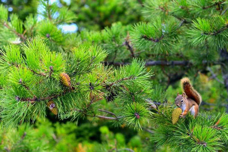 A squirrel eats a pinecone in a big, needle-y pine tree