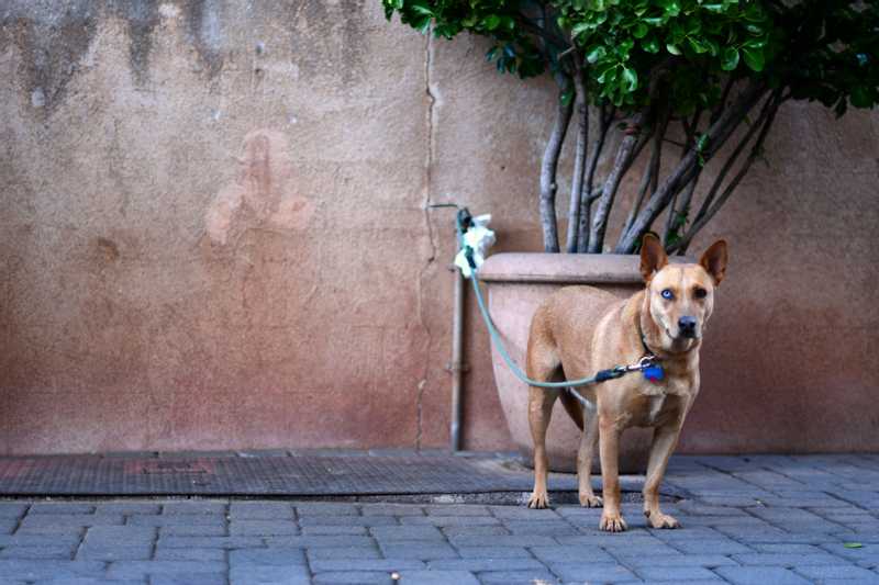 A dog with one blue and one brown eye tied up to a planter waiting patiently for its owner to return