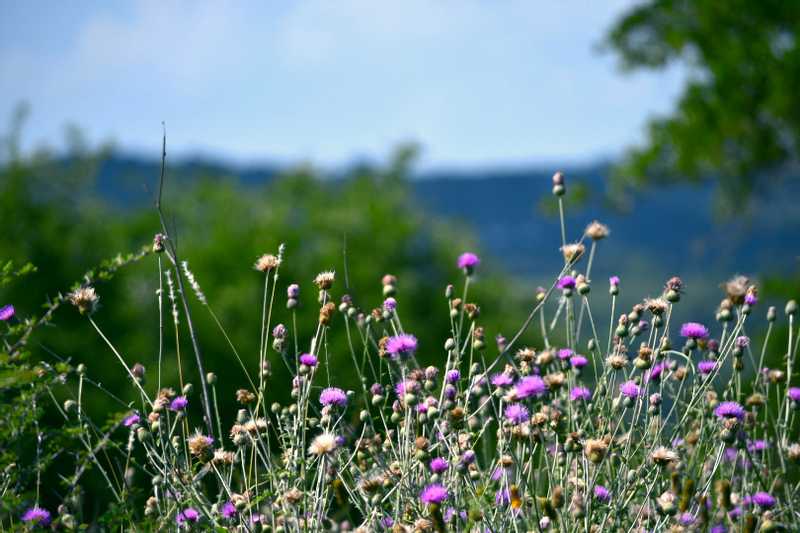 Close up of flowers