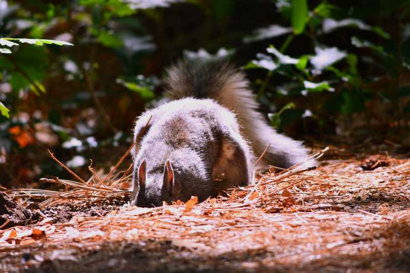 squirrel at Bandelier National Monument