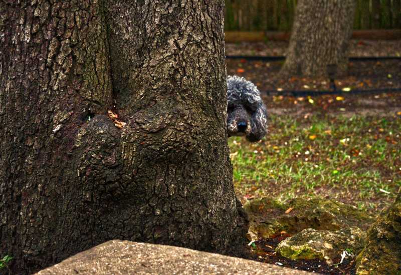 Old poodle peaking from behind tree